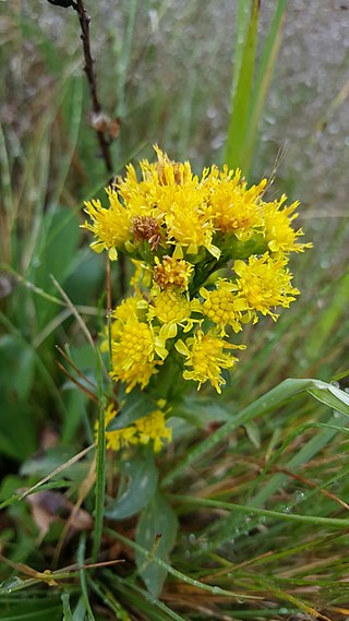 <i>Senecio aronicoides</i> Species of flowering plant