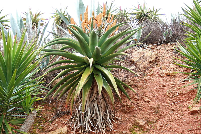 File:Ses Salines - Botanicactus - Aloe 01 ies.jpg