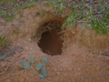 Entrance to a badger Sett