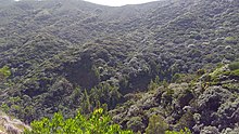 Shola forest in the Nilgiri Hills Shola forest from Nilgiris.jpg