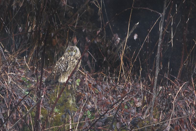 File:Short-eared Owl Pangolakha Wildlife Sanctuary East Sikkim India 06.04.2016.jpg