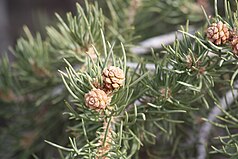 cone and foliage