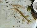Skeleton Shrimp 1.jpg