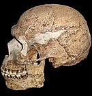 הומו ספיינס מוקדם, גיל: 0.1 מיליון שנה, נפח מוח: 1,500 סמ"ק