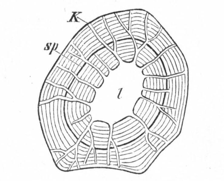 File:Sklerenchymzelle aus Knolle Dahlia variabilis.jpg