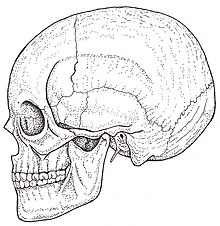 Skull.black-white-illustration.jpg