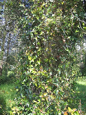 Rough bindweed (Smilax aspera)