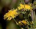 * Nomination Inflorescence of a La Palma Sow-Thistle, La Palma --Llez 05:10, 20 May 2019 (UTC) * Promotion  Support Good quality. --Manfred Kuzel 05:20, 20 May 2019 (UTC)