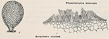 تصاویر Soranthera ulvoidea