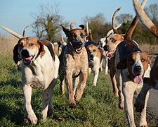 South Wold Hunt - English foxhound pack