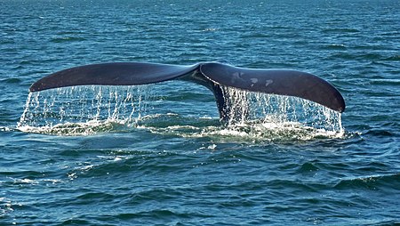 Fail:Southern right whale caudal fin-2 no sky.JPG