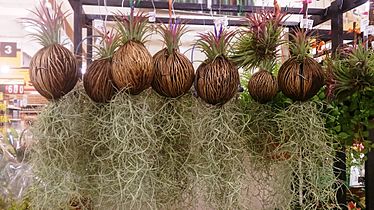 Spanish moss sold at a supermarket in Singapore