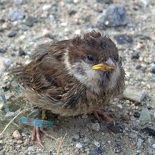 File:Sparrow chick (2).jpg