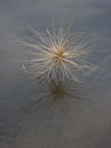 File:Spinifex sericeus seed head.jpg