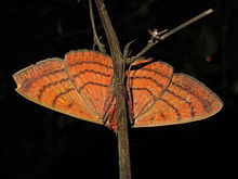 Spirama retorta - Indian Owlet көбелегі ventral.jpg