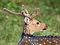 * Nomination Spotted deer or Chital stag (Axis axis), velvet-covered antlers, Nagarhole Nat'l Park, Karnataka --Tagooty 04:00, 15 December 2021 (UTC) * Promotion  Support Good quality -- Johann Jaritz 04:03, 15 December 2021 (UTC)