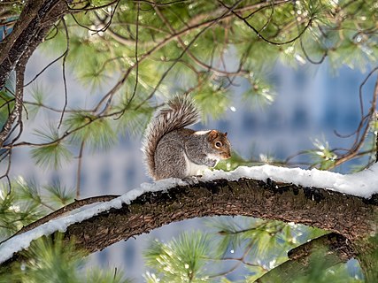 A squirrel on a snowy branch in the city