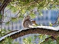 Image 72Eastern gray squirrel in Central Park