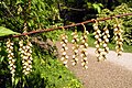 Stachyurus praecox