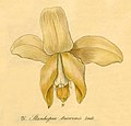 Stanhopea tricornis plate 375; fig. IV in: H. G. Reichenbach: Xenia orchidacea - vol. 3 (1900) (Detail)