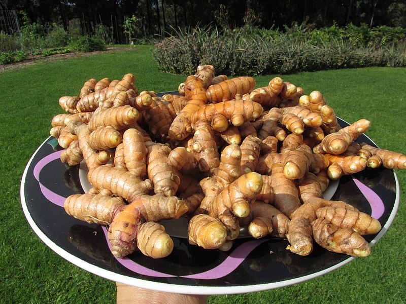 File:Starr-170114-6479-Curcuma longa-harvest-Hawea Pl Olinda-Maui (31654308183).jpg