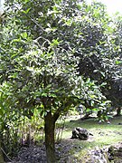 Posoqueria latifolia.