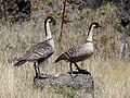 Hawaiigans (Branta sandvicensis)