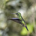 * Nomination Steely-vented hummingbird (Saucerottia saucerottei) --Charlesjsharp 07:51, 29 September 2023 (UTC) * Promotion  Support Good quality. --Ermell 07:56, 29 September 2023 (UTC)