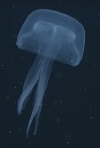 <i>Stellamedusa</i> Genus of jellyfishes