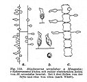 Stipitococcus urceolatus