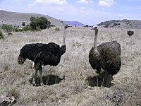 Ostrich