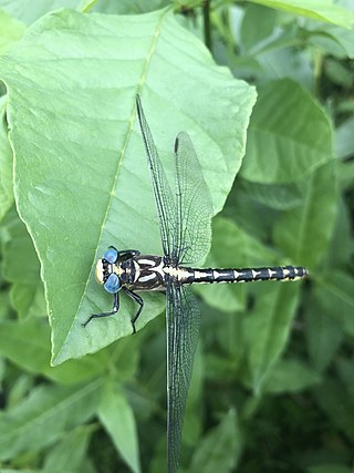 <i>Stylurus olivaceus</i> Species of dragonfly