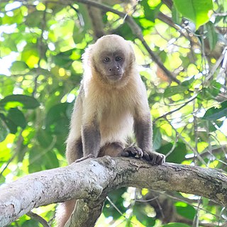 Golden-bellied capuchin