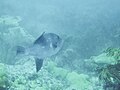 Juvenile en:Ocean Sunfish - Miami, Florida Sept. 2010