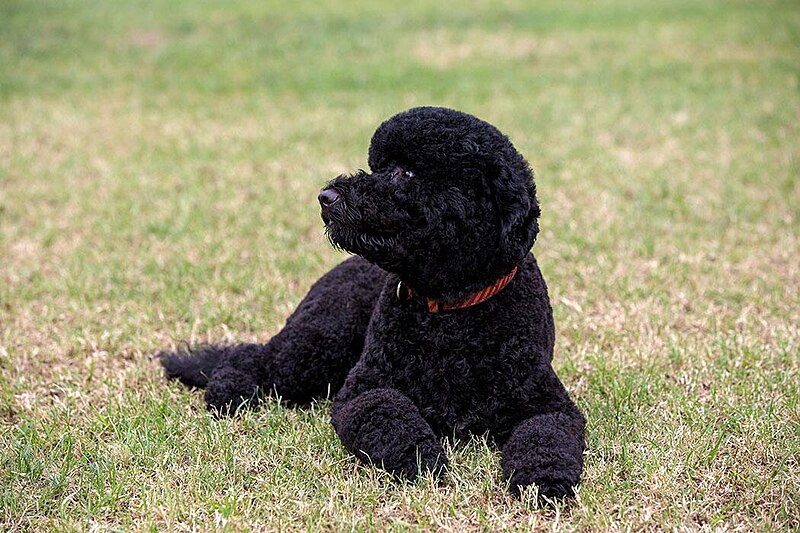 File:Sunny, the Obama's new dog.jpg