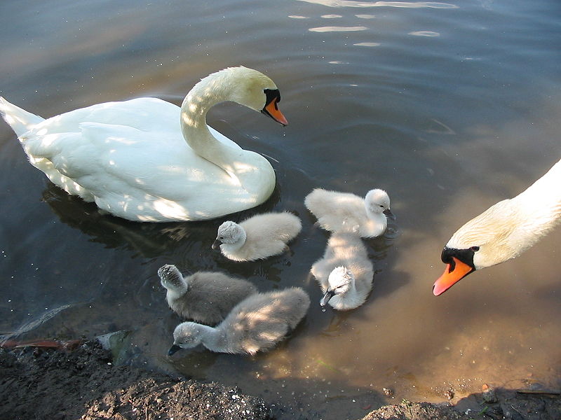 File:Swans in Berlin3.JPG