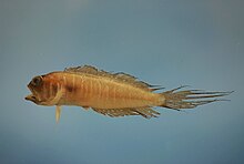 Swordtail jawfish (Lonchopisthus micrognathus).jpg