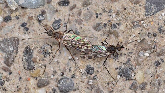 Flies (Diptera) Mating