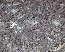 S. thermophilus with bythograeid crabs around a "sulfur cauldron" at the Daikoku Seamount. Symphurus thermophilus3.jpg