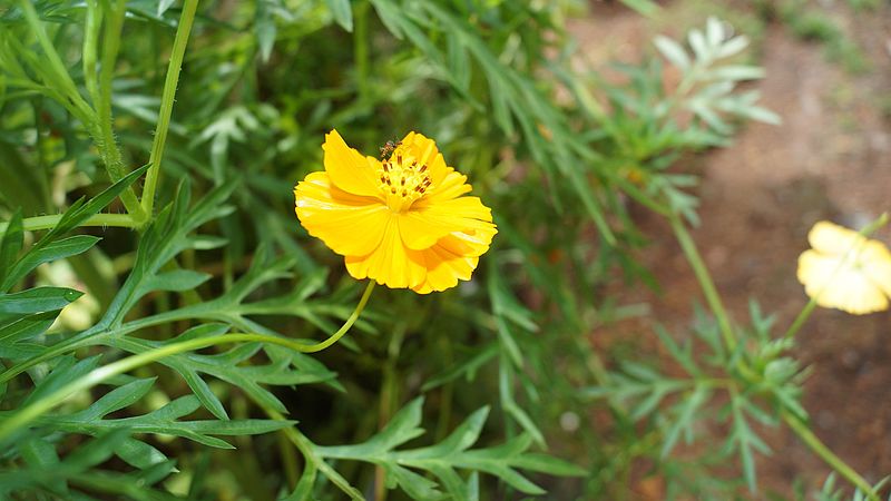 File:Tagetes erecta Mallika1.jpg