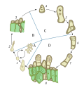 Thumbnail for File:Taphrina life cycle.svg