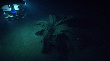 Tar Lily, asphalt volcano, Gulf of Mexico, discovered in 2014 Tar Lily, asphalt volcano, Gulf of Mexico.jpg