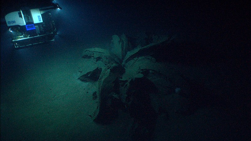 File:Tar Lily, asphalt volcano, Gulf of Mexico.jpg