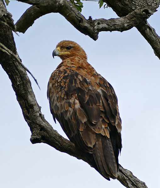 File:Tawny Eagle (Aquila rapax) (17258246620).jpg