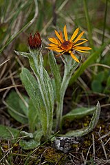 Tephroseris lindstroemii