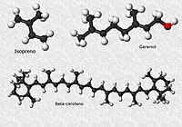 Estructura de los terpenos