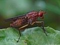 Tetanocera arrogans Meigen, 1830