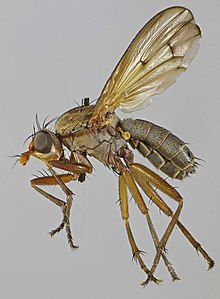 Tetanocera ferruginea ، Cors Goch ، شمال ولز ، سپتامبر 2 2 (16616253028) .jpg