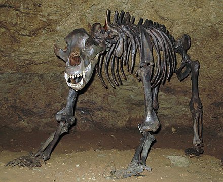 Fossil of the cave bear (Ursus spelaeus), a relative of the brown bear and polar bear from the Pleistocene epoch in Europe