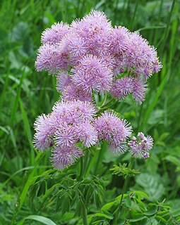 <i>Thalictrum aquilegiifolium</i> Species of flowering plant